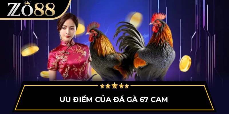 Ưu điểm của đá gà 67 Cam